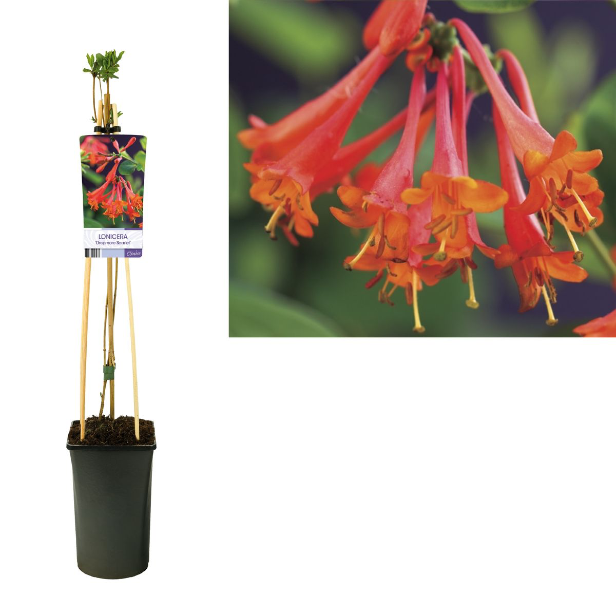 Lonicera brownii 'Dropmore Scarlet' - Lady's Mantle, Honeysuckle
