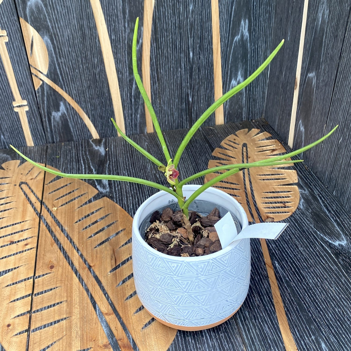 Luisanda Sheng Yi Golden Coffee (Luisia primulina × Vanda lamellata) fragrant