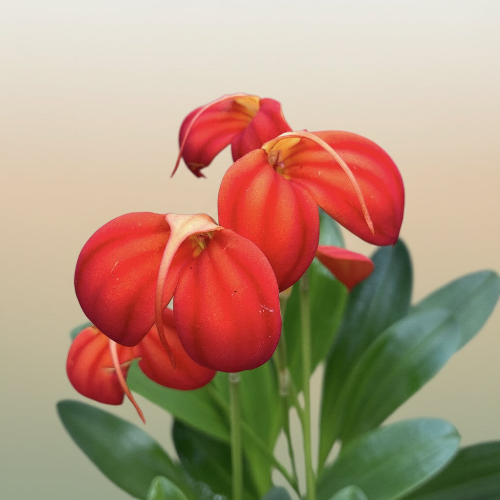 Masdevallia ignea
