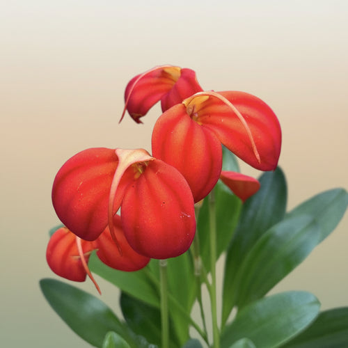 Masdevallia ignea