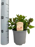 Mentha spicata var. crispa (Spearmint)
