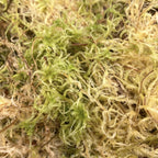 Muschi Sphagnum naturale, confezionato (non lavorato)