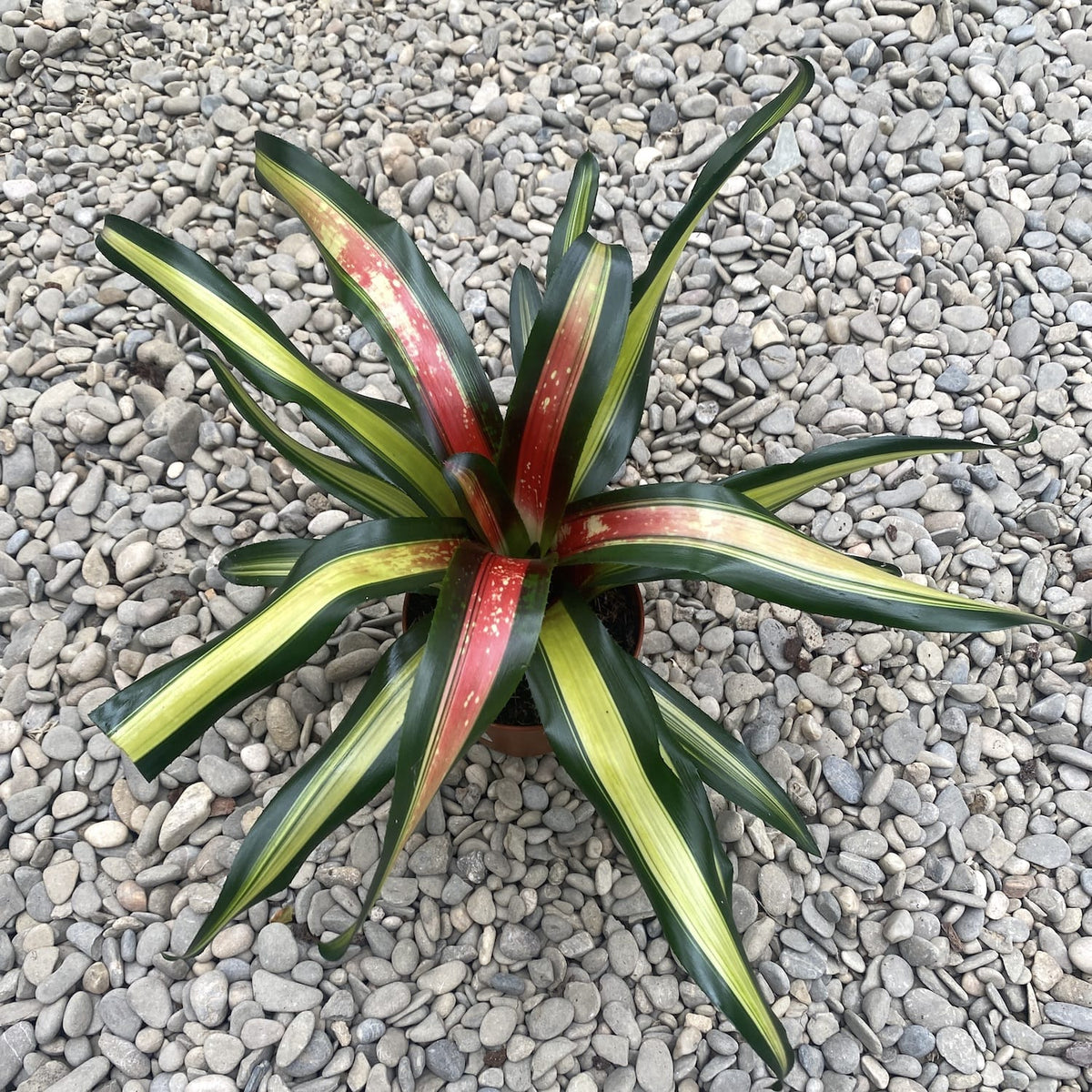 Neoregelia 'Pimiento'
