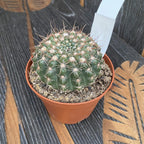 Notocactus uebelmannianus D10