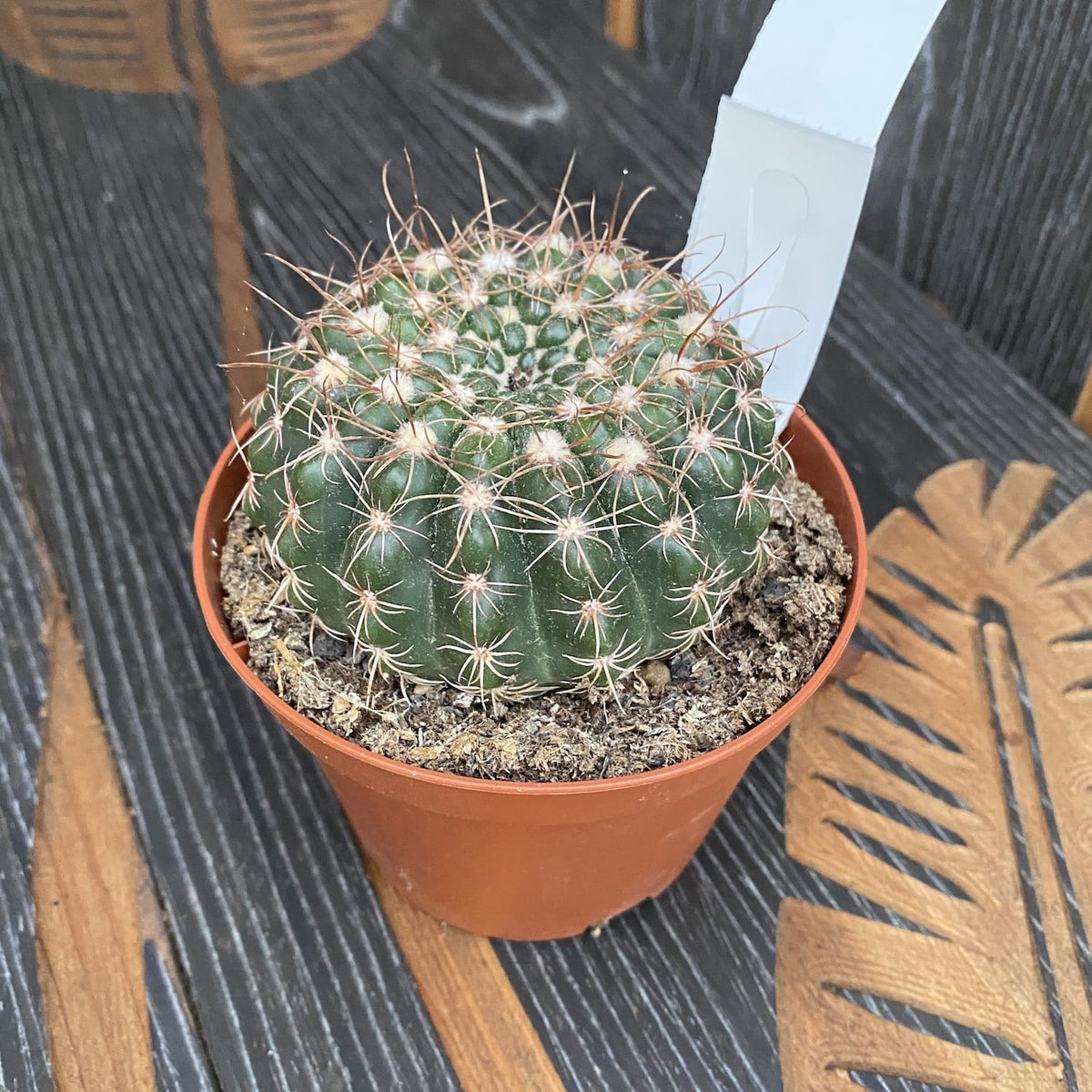 Notocactus uebelmannianus D10