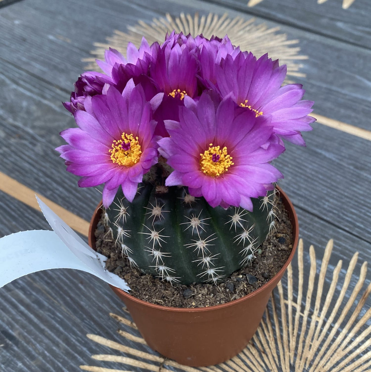 Notocactus uebelmannianus D10