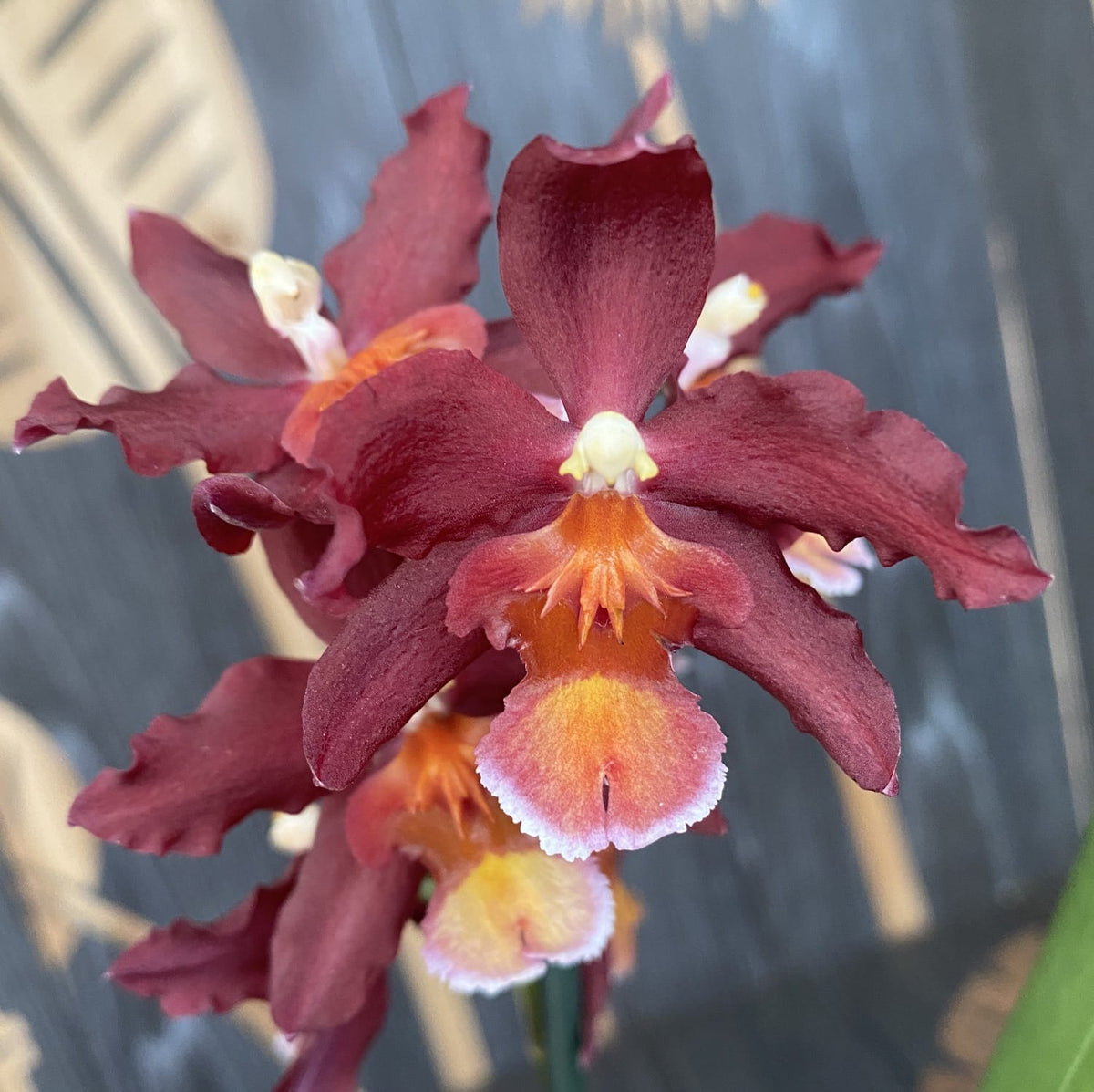 Oncidium Dianne Feinstein 'Red Ruby'