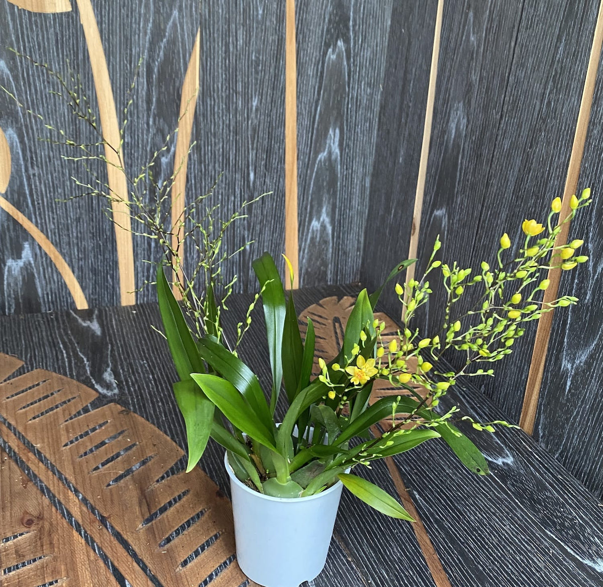 Oncidium Twinkle 'Gold Dust' - exemplare bogate (flori intens parfumate)