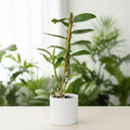 Orchidee Dendrobium Nobile Mix