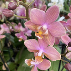Phalaenopsis Scented Salmon - fragrant flowers