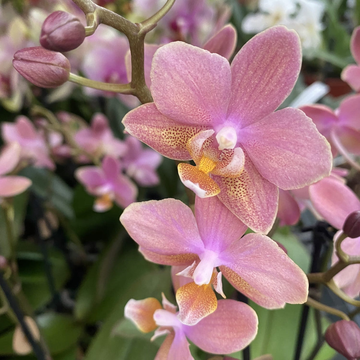 Phalaenopsis Scented Salmon - fragrant flowers