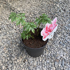 Ароматни градински божури - Paeonia Lactiflora 'Paula Fay'