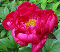 Ароматни градински божури - Paeonia Lactiflora 'Paula Fay'