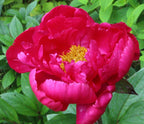 Ароматни градински божури - Paeonia Lactiflora 'Paula Fay'