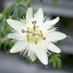 Passiflora caerulea 'Constance Elliott'