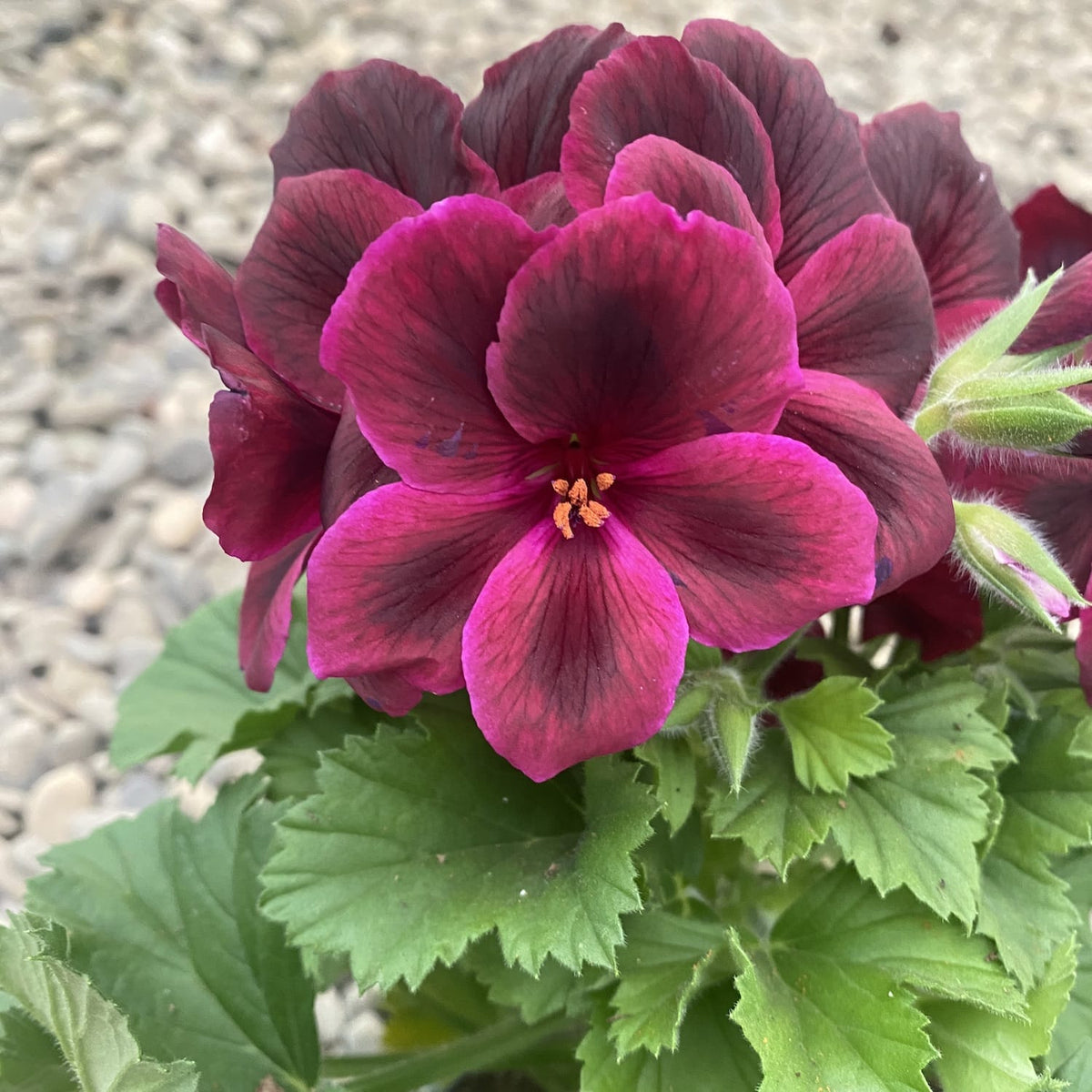 Pelargonium Don Franco - English geraniums