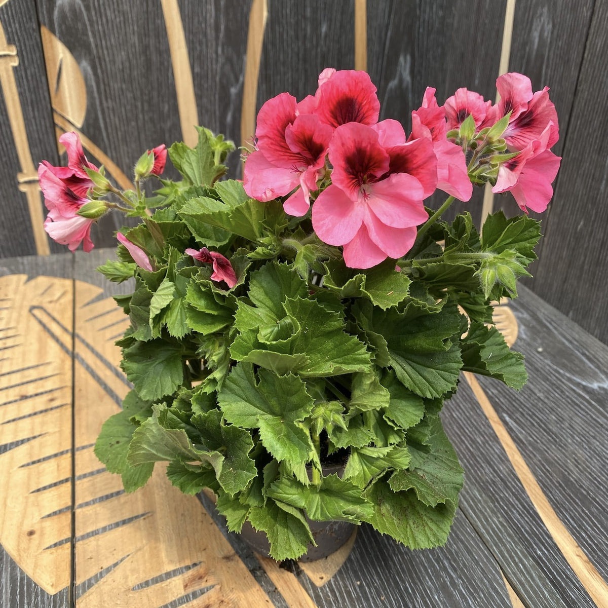 Pelargonium Grandiflorum Regalia Pink - English geraniums
