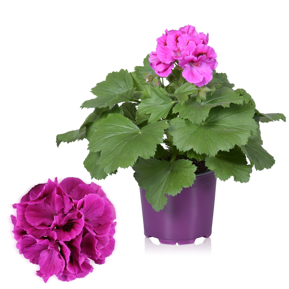 Pelargonium grandiflorum 'Nicolette' (English geraniums)