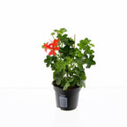 Pelargonium (Peltatum Grp) 'Balkon Red' - trailing red Tyrolean geraniums