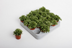 Peperomia ferreyrae 'Happy Bean' (babyplant)