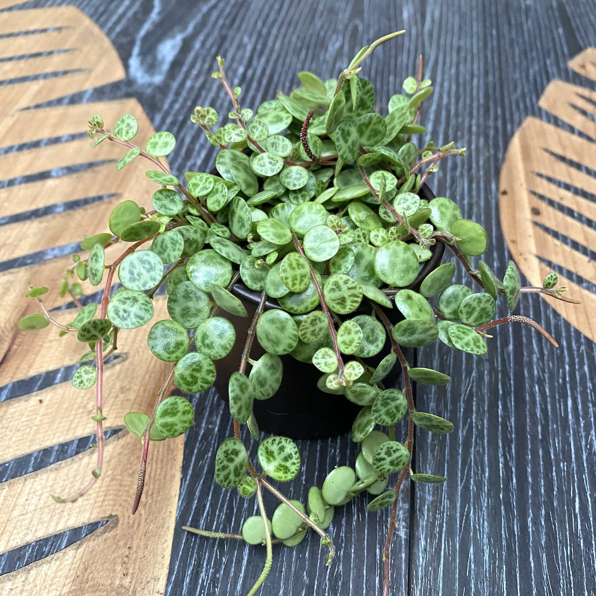 Peperomia prostrata Baby Plant – String of Turtles, miniature trailing plant