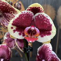 Phalaenopsis Limited Yellow