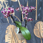 Phalaenopsis Coccinelle