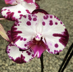 Phalaenopsis Minks