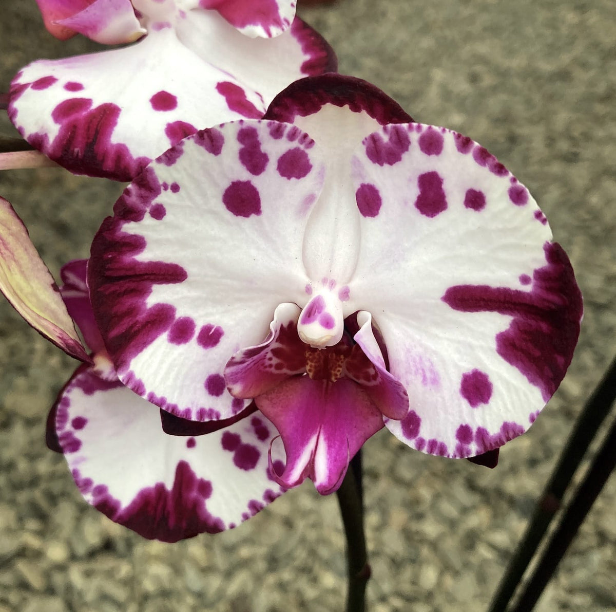 Phalaenopsis Minks