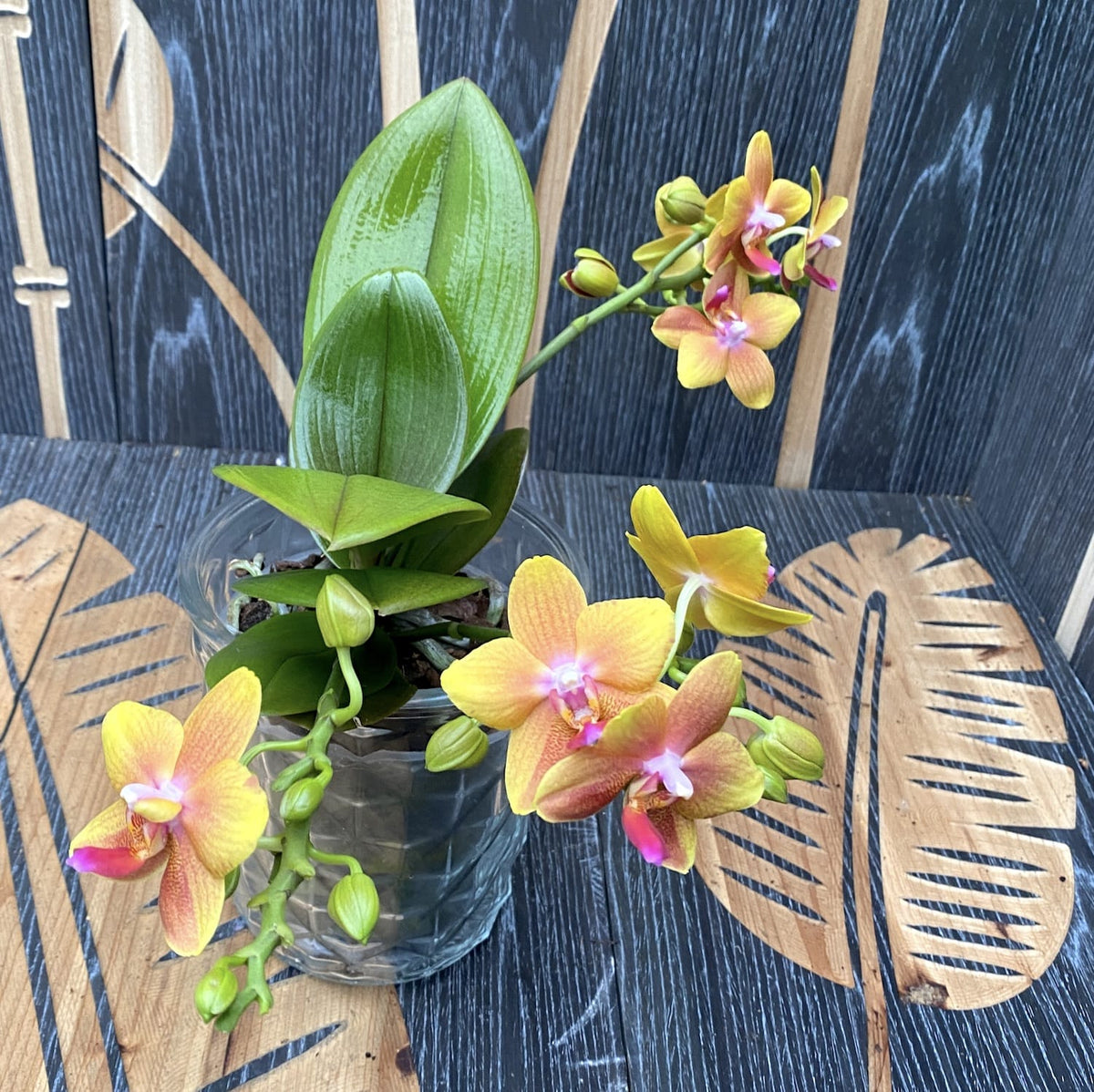 Phalaenopsis I-Hsin Claude (Table Naranja) * fragrant flowers