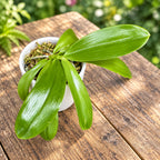 Phalaenopsis tetraspis var. alba