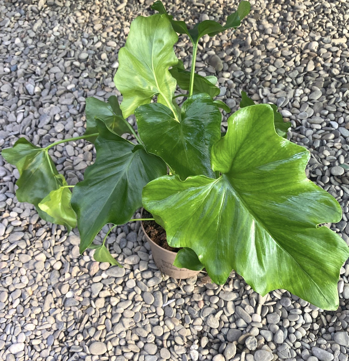 Philodendron Little Hope