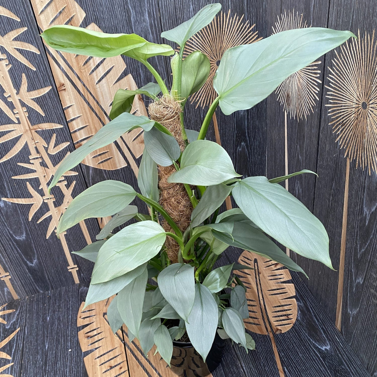 Philodendron Silver Queen (2-3 plants/pot)