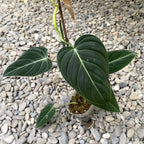 Philodendron melanochrysum (Black Gold Philodendron) - Taiwan