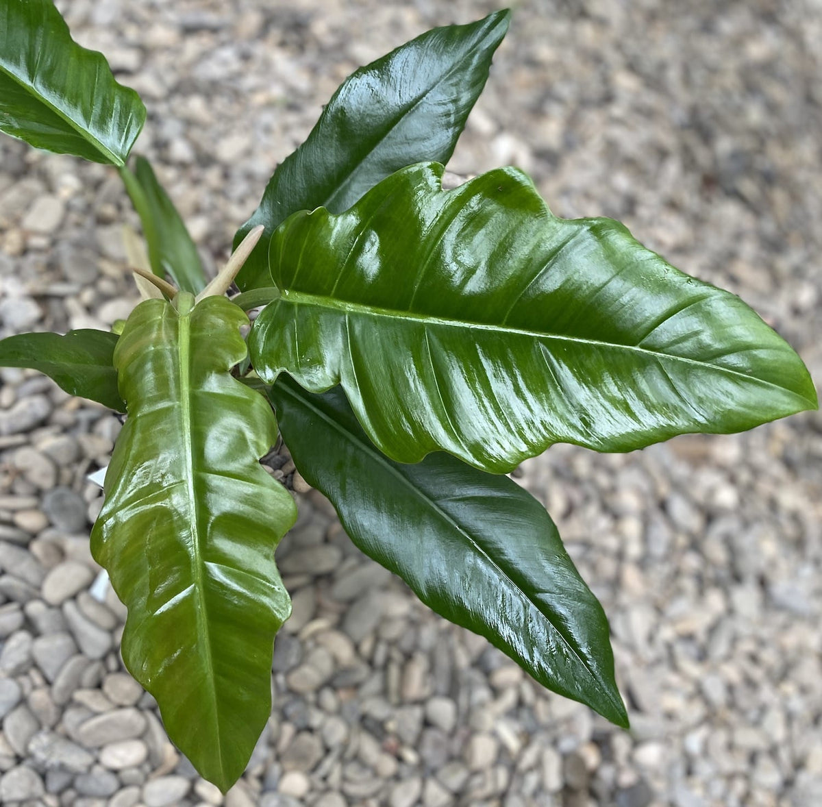 Philodendron Krokodil