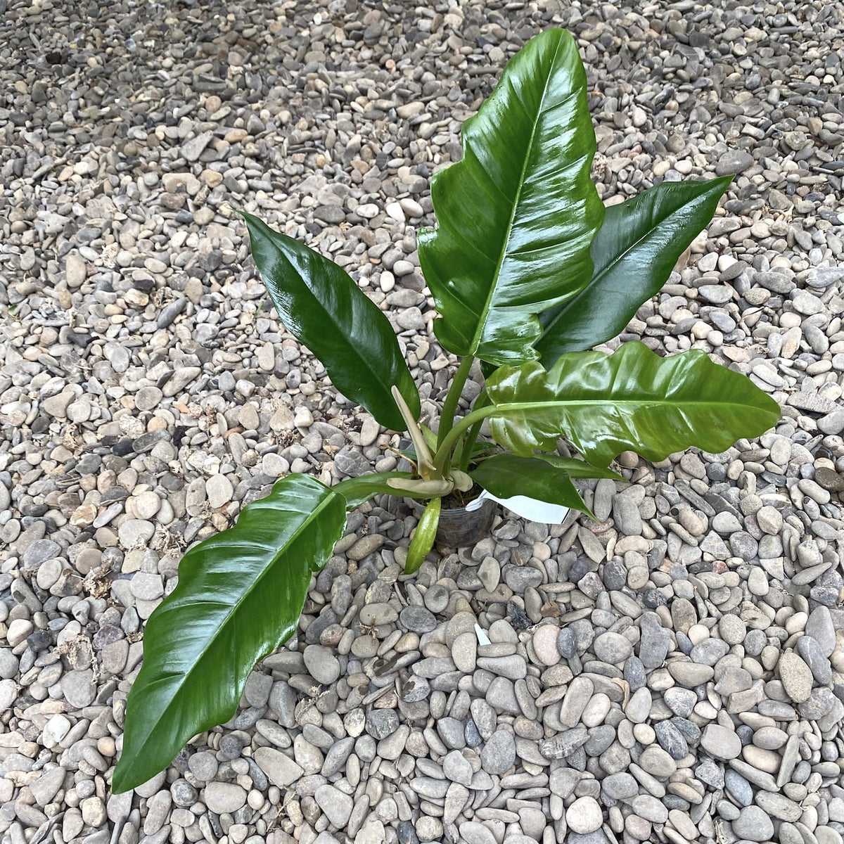 Philodendron Krokodil