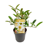 Magnolia Michelia 'Vanilla Pearls' (White) - fragrant flowers (H40)