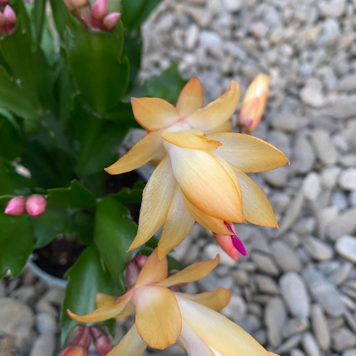 Schlumbergera 'Danica Yellow’ (Yellow poinsettia) 2pp