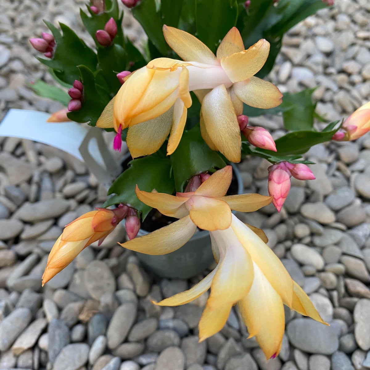 Schlumbergera 'Danica Yellow’ (Yellow poinsettia) 2pp