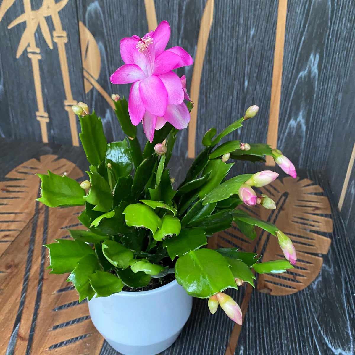 Schlumbergera 'Pink Brazil' (pink-cyclamen Christmas cactus)