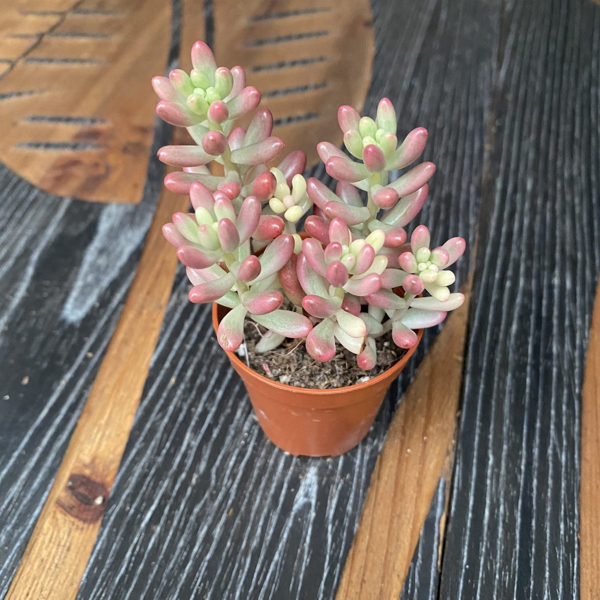 Sedum rubrotinctum 'Aurora' (Pink Jelly Bean) D5