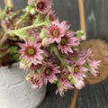 Sempervivum ‘Chick Charma’ - korvallinen kasvi