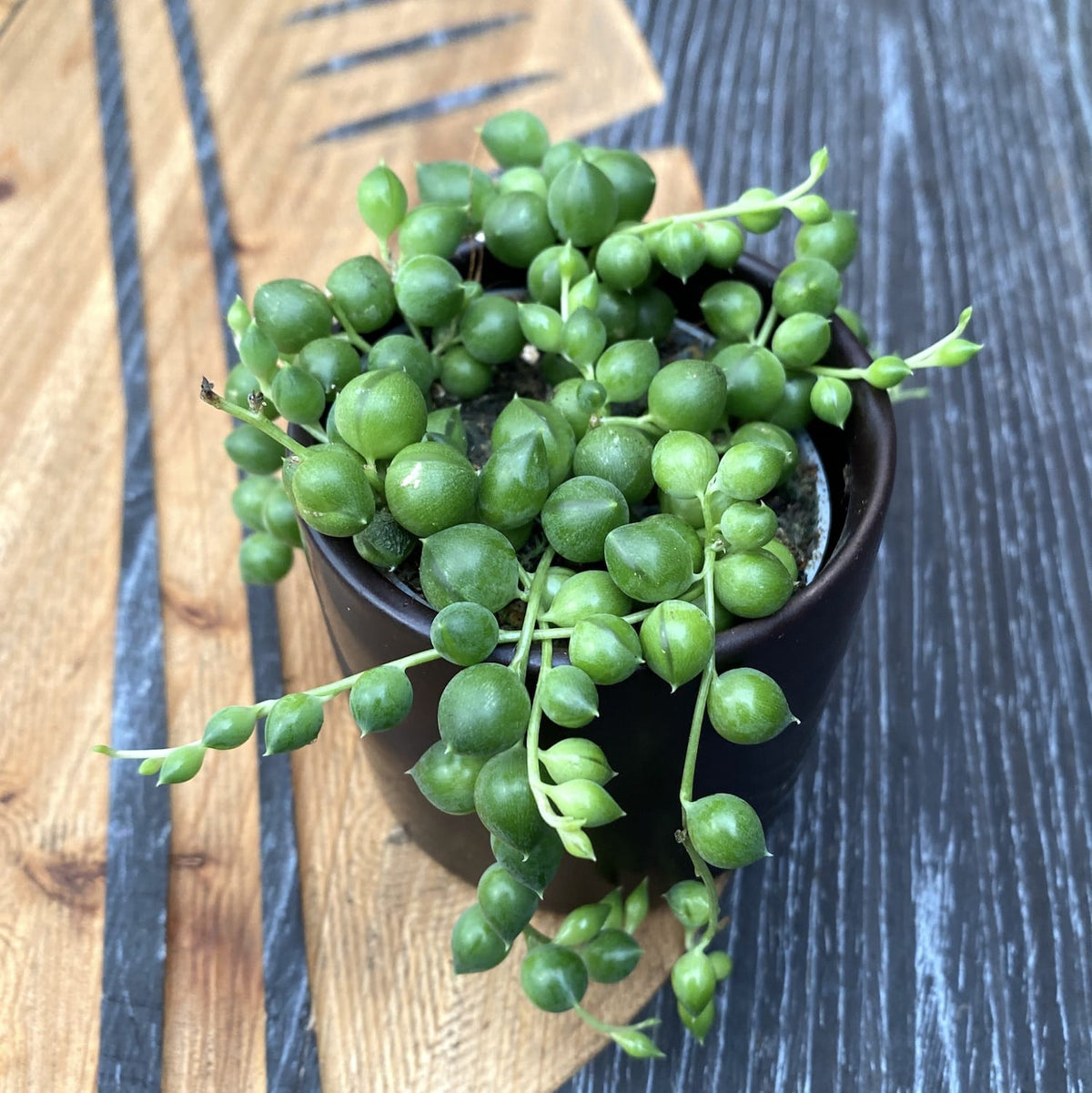 Senecio rowleyanus (string of pearls) *babyplant