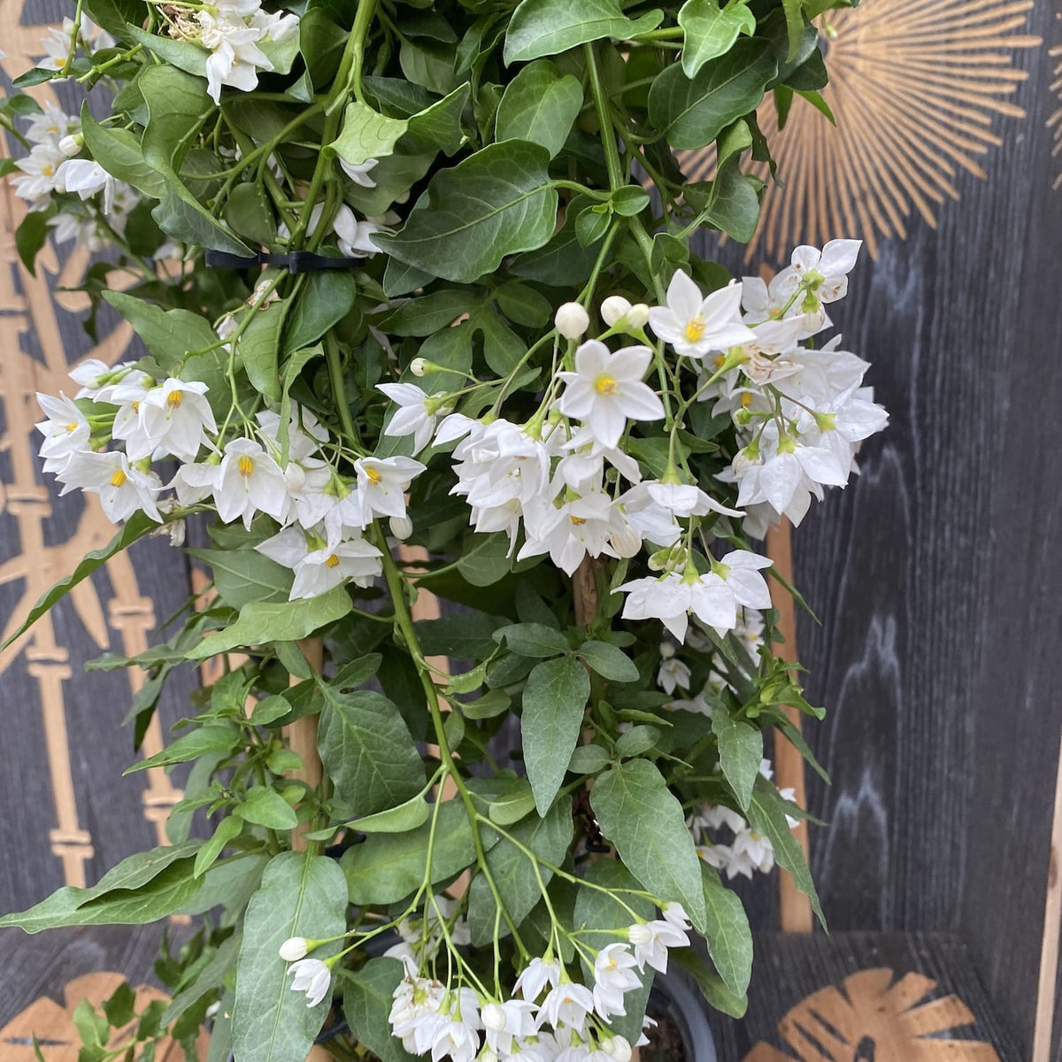 Solanum Jasminoides (iasomie cataratoare) - exemplare XXL