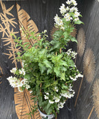 Solanum Jasminoides (climbing jasmine) - XXL specimens