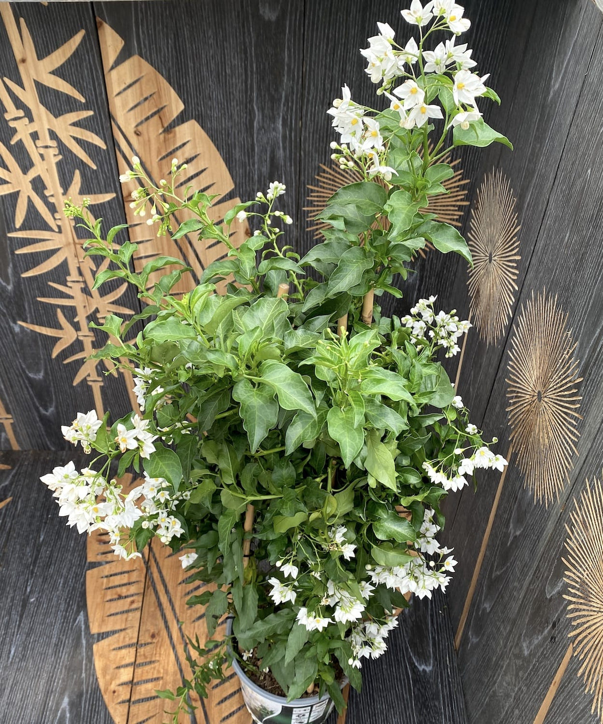 Solanum Jasminoides (iasomie cataratoare) - exemplare XXL