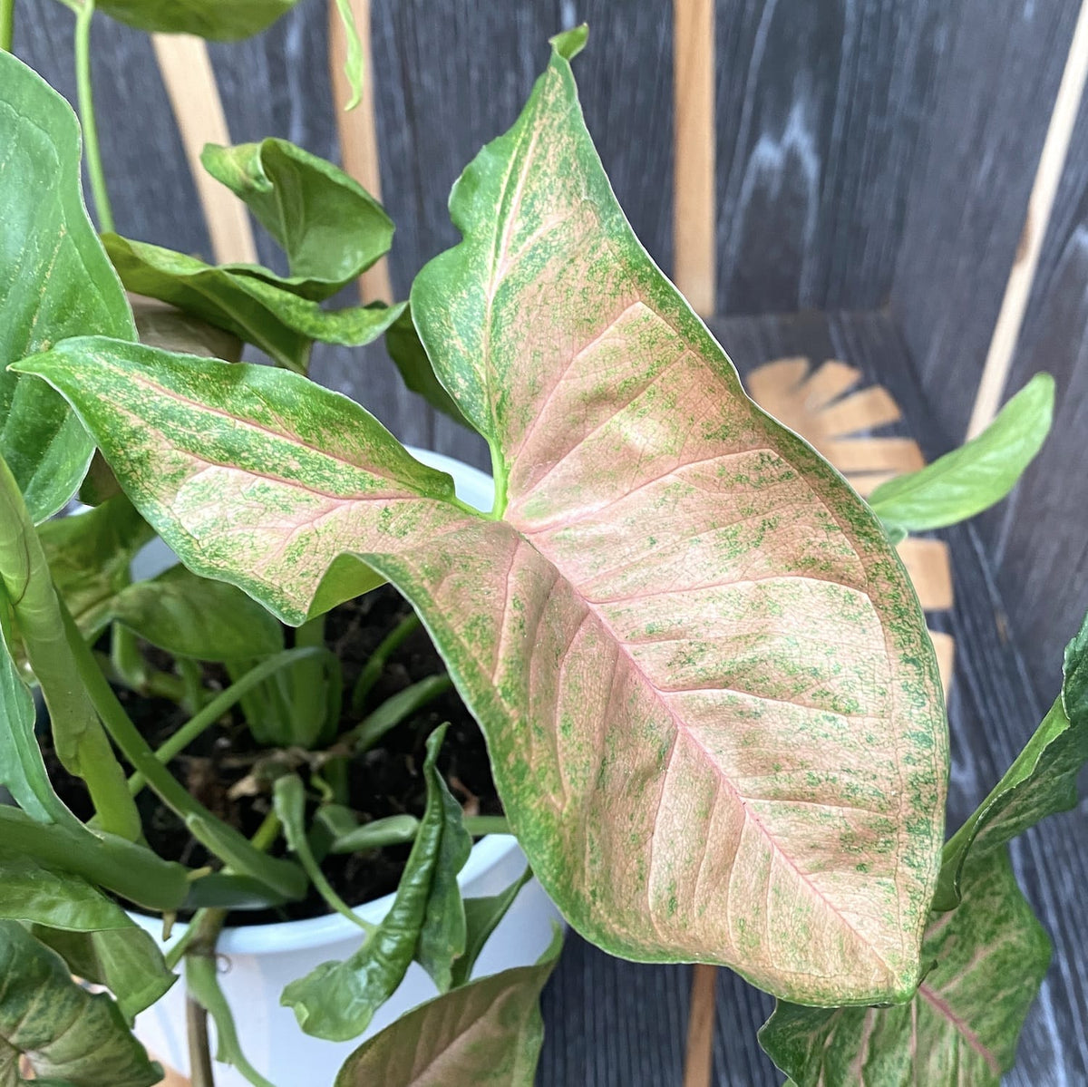 Syngonium Regina Red - egzemplarze XL