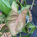 Syngonium Regina Red - egzemplarze XL