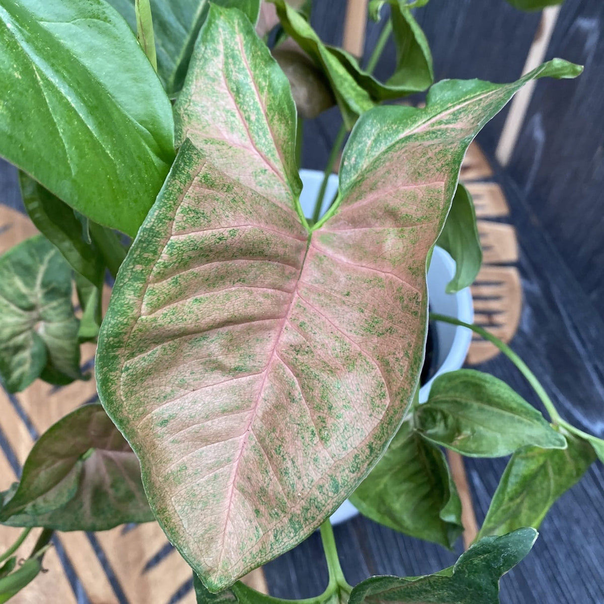 Syngonium Regina Red - exemplare XL
