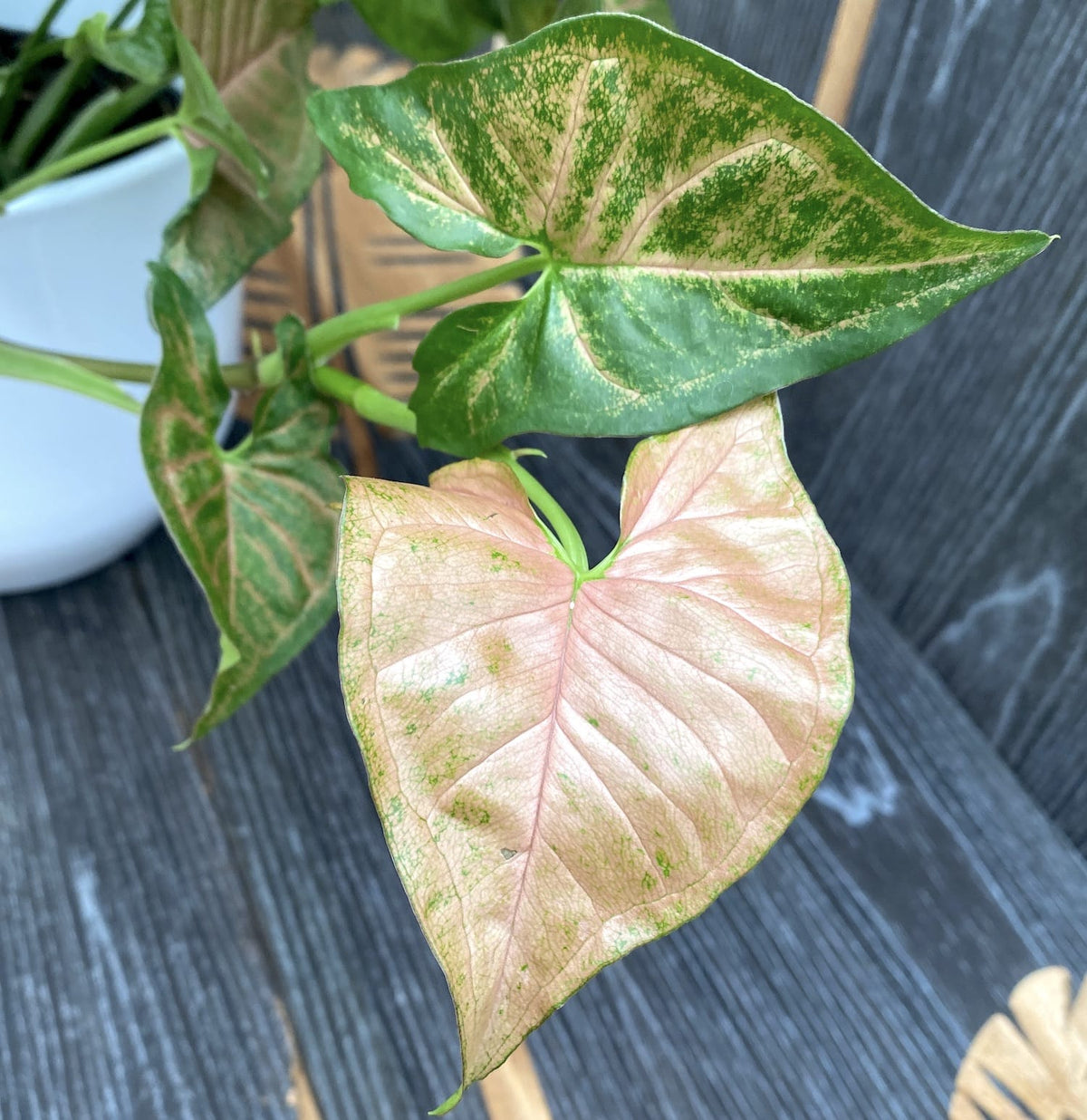 Syngonium Regina Red - egzemplarze XL